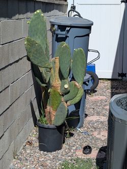 Cactus (nopal)