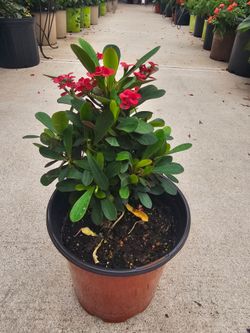 Gallon Size Red Flower Crown of Thorns, Corona de Cristo, PLANTS ARRIVE, BEAUTIFUL AND HEALTHY. $10 EACH