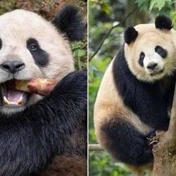 SAN DIDGO ZOO 4 TICKETS IVAILABLE 🐒🐼🦁