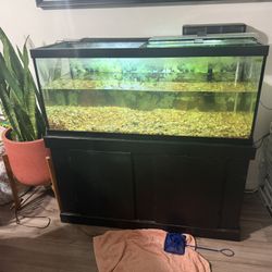 Fish Tank