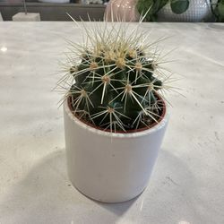 Cactus And Pot 