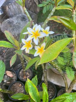 Rooted Pluneria plant