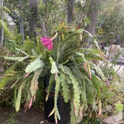 Epiphyllum Orchid Cactus