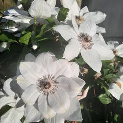 White Clematis