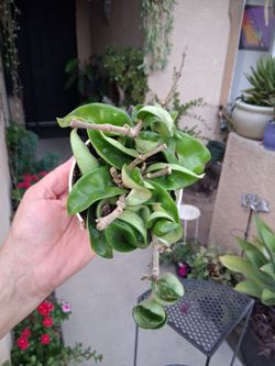 Small Hoya Hindu Rope Compacta Plant $20