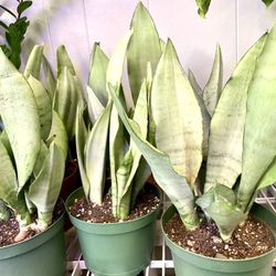 Moonshine Sansevieria Trifasciata - Rare Snake Plants