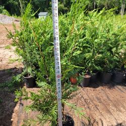 Leyland Cypress Privacy Trees 