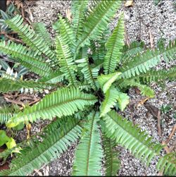 Boston Fern Large  Houseplant Landscape Plant