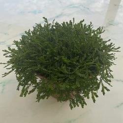 Green Spike Moss ‘Selaginella kraussiana’ (Out/In Door Life Plant)