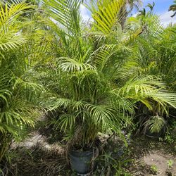 Huge Arecas Over 6 Feet Tall Full Green  Fertilized  Ready For Planting Instant Privacy Hedge  Same Day Transportation 