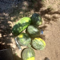 Watermelons For Sale 