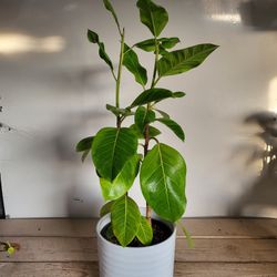 Ficus Altissima Plant 8" Ceramic Pot 