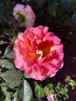 3 beautiful rose bushes ~ $30/ea