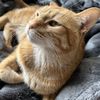 Kat