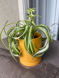 Variegated Spider Plant in Yellow Pot