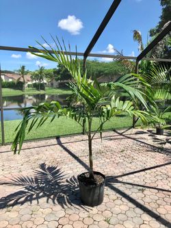 christmas palm adonidia merrillii