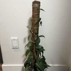 Moss Pole For Plants 