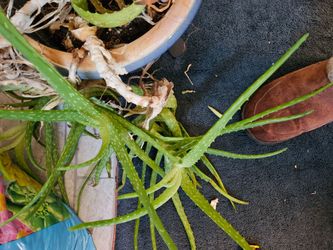 Free Aloe Vera cuttings