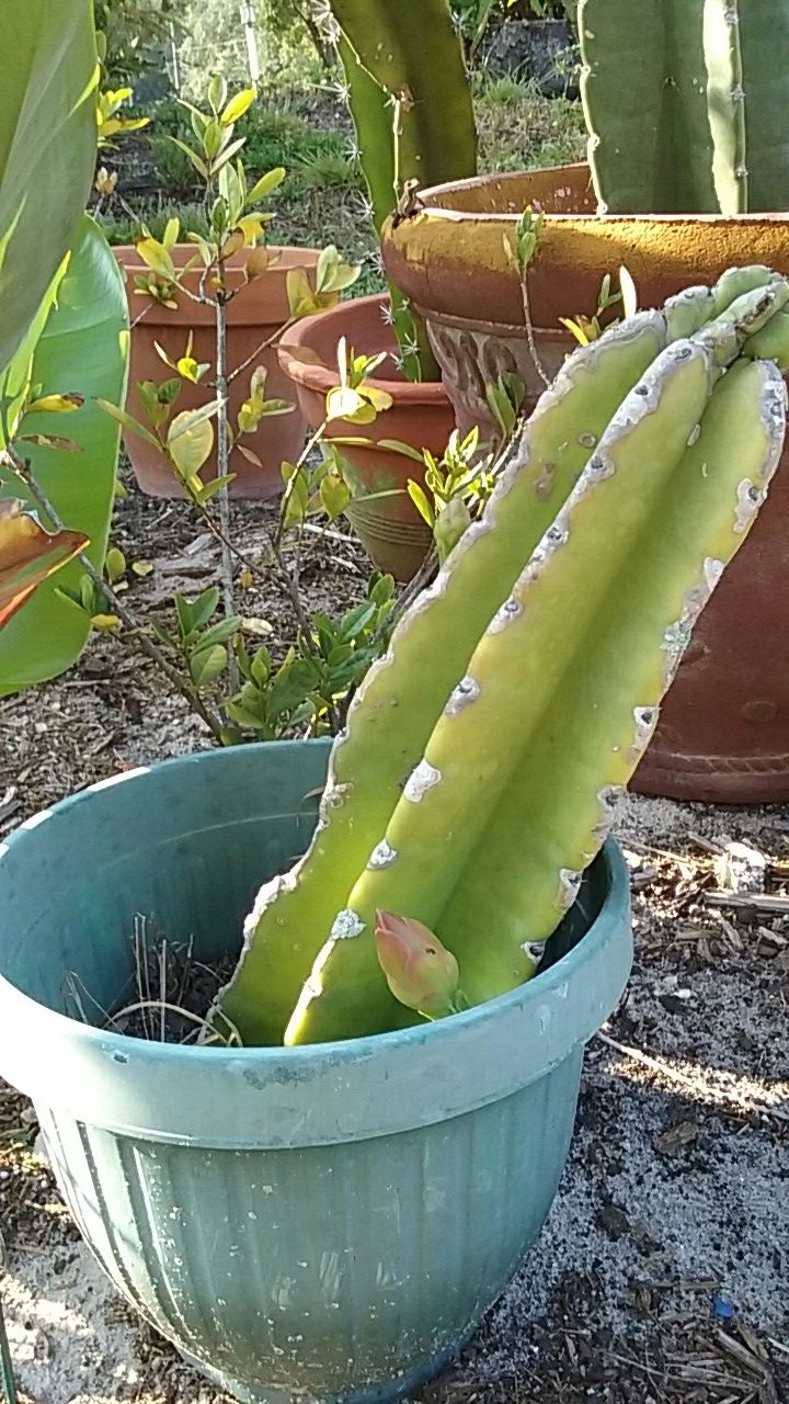 Beautiful flowering cactus with new buds in plastic pot