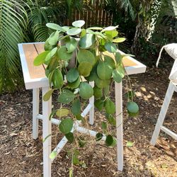 Large Hoya Obovata – Healthy, Established Trailing Houseplant