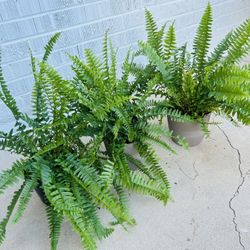 Gorgeous Live Fern Houseplants in Pot Live Plants Indoor Garden - 15 each 