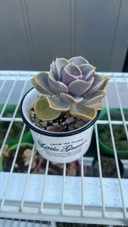 Succulent $10