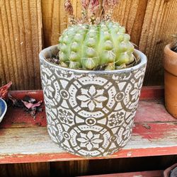 Cactus In ceramic Pot