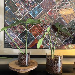 Potted Monstera Deliciosa in hydroponic clay