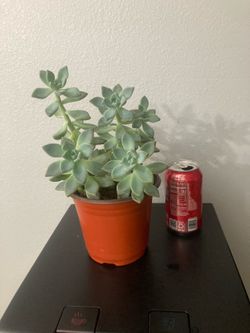 Succulent