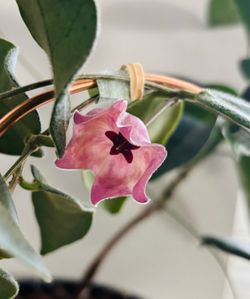 Hoya Patella Pink