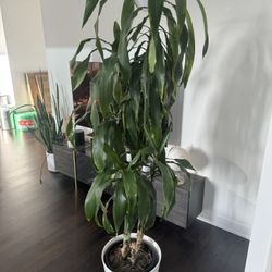 Huge indoor House Plant with Ceramic Planter