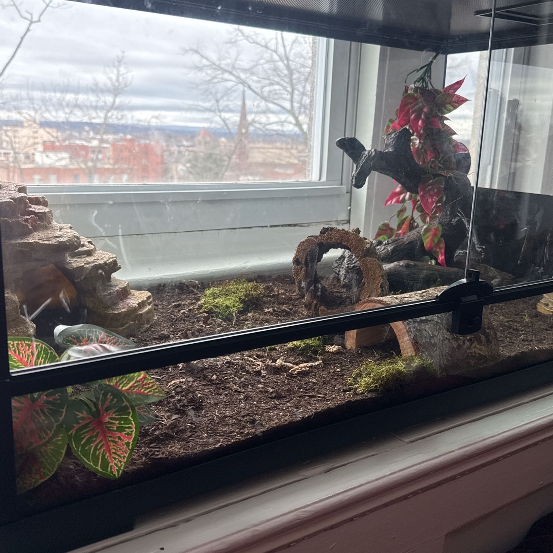 Snake Terrarium