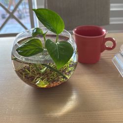 Plants With A Glass Ball 