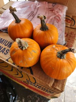 Pumpkin 🎃/Calabasas chiquitas