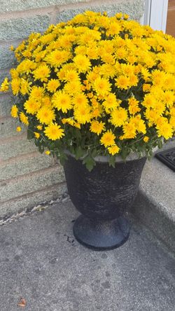 Black Urn Planter (flower 🌼 not included )