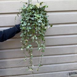 6” hoya eskimo