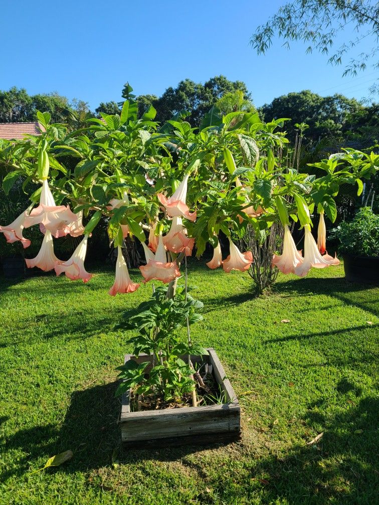 Angel's Trumpets