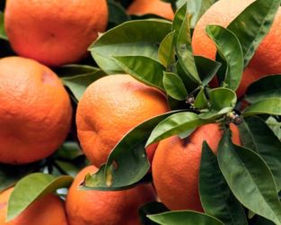 Blood Orange Tree