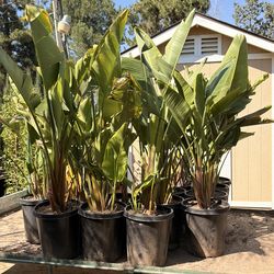 Giant birds of paradise 15 gal