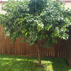 Ruby Red Grapfruit Tree