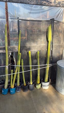 San Pedro cactus
