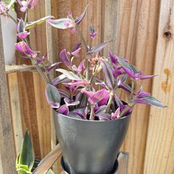 Trade For Fruits Plants 