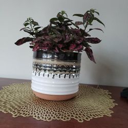 Pink Polka Dot Plant 
