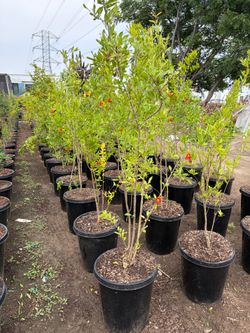 Pomegranate trees