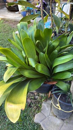 Orange color clivia