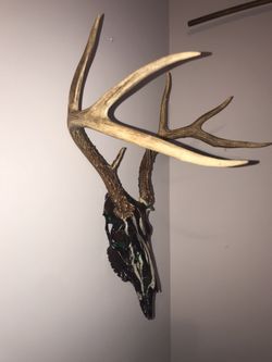 Hydro-Dipped Deer Skull