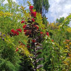 Beautiful Crape Myrtle 15gl $110🏡🏡