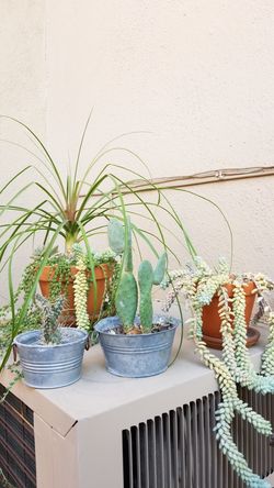 SUCULENTS & CACTUS PLANTS $5 & $10