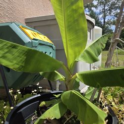 Healthy Banana Tree In Oversized Pot