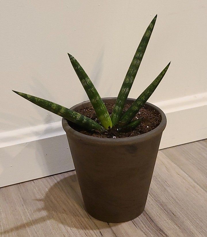 Starfish Sansevieria Young Rooted Plant $15